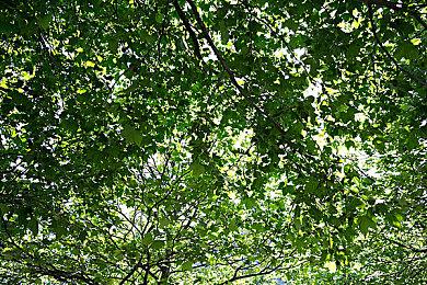 合作生存《斯盖尔仪式》更新上线 修复问题追加新等级